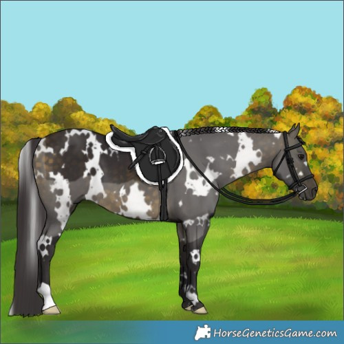 Horse Color:White Spotted Buckskin 