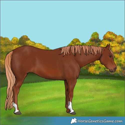Horse Color:Chestnut 