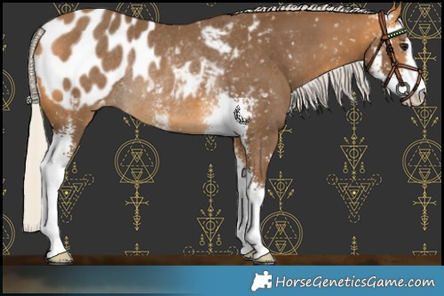 Horse Color:Silver Buckskin Sabino Appaloosa Rabicano 