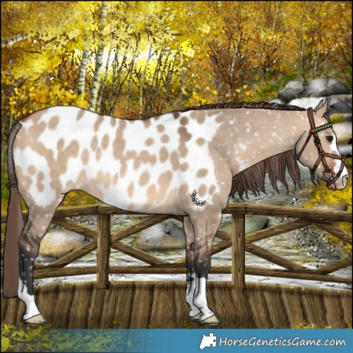 Horse Color:Bay Dun Blanket Rabicano