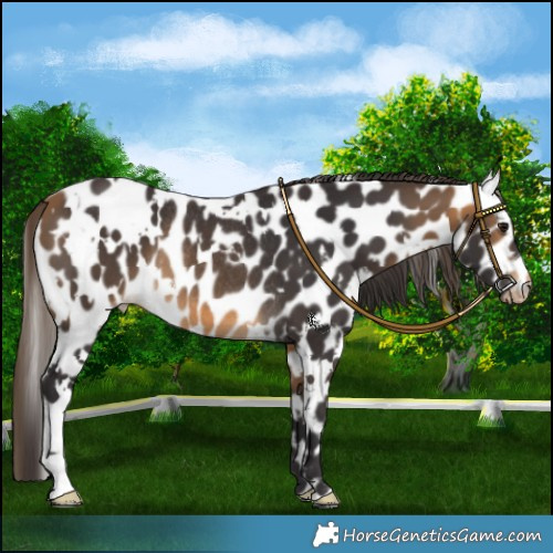 Horse Color:White Spotted Buckskin Appaloosa Rabicano 