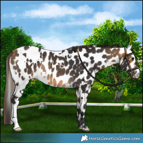 Horse Color:White Spotted Buckskin Leopard Rabicano
