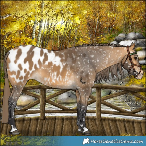 Horse Color:Buckskin Blanket 