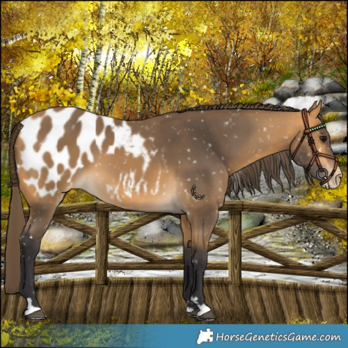 Horse Color:Buckskin Appaloosa 