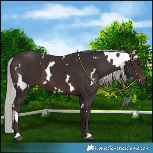 Horse Color:White Spotted Silver Brown 