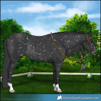Horse Color:Black Snowflake Varnish Rabicano 