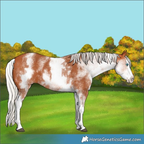 Horse Color:White Spotted Silver Bay Splash
