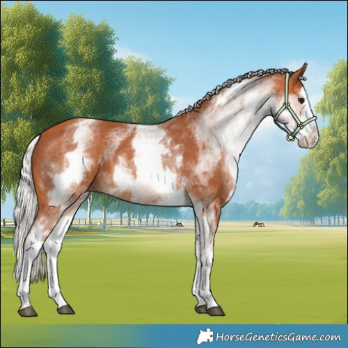Horse Color:White Spotted Silver Bay Splash