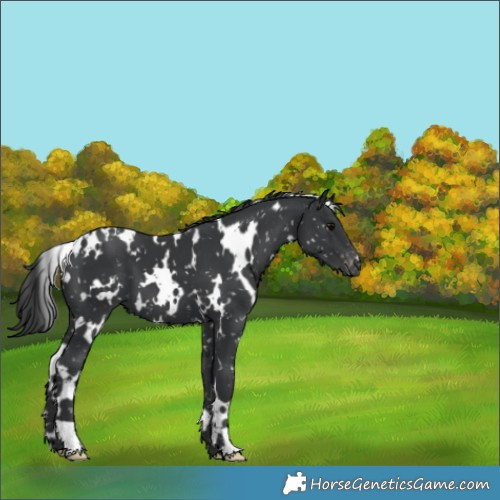Horse Color:White Spotted Black Appaloosa 