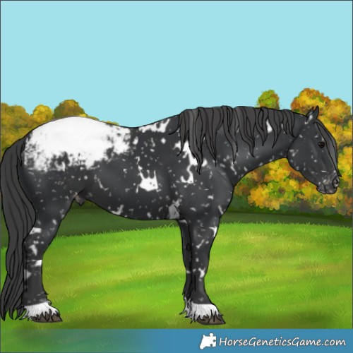 Horse Color:White Spotted Black Appaloosa 