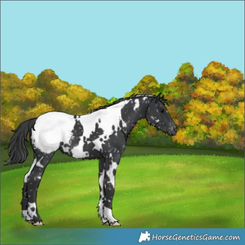 Horse Color:White Spotted Black Appaloosa 
