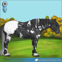 Horse Color:White Spotted Black Snowcap