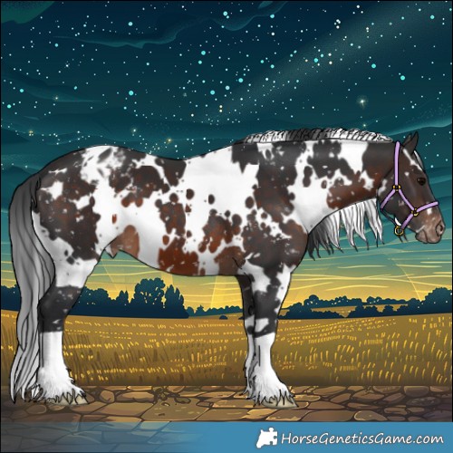 Horse Color:White Spotted Brown Appaloosa 