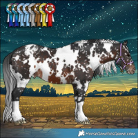 Horse Color:White Spotted Brown Appaloosa