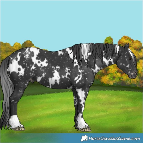 Horse Color:White Spotted Black Appaloosa 