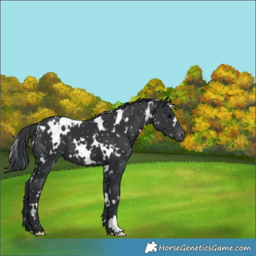 Horse Color:White Spotted Black Appaloosa 