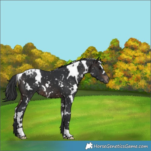Horse Color:White Spotted Brown Appaloosa 