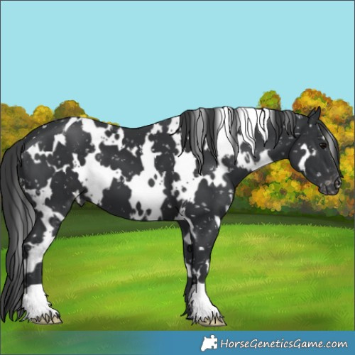 Horse Color:White Spotted Black Appaloosa 
