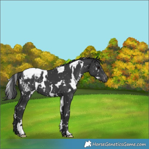 Horse Color:White Spotted Black Appaloosa 