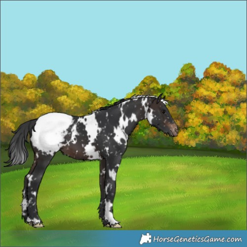 Horse Color:White Spotted Brown Appaloosa 