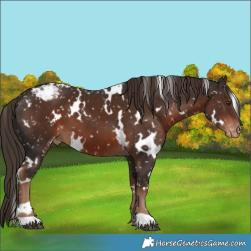 Horse Color:White Spotted Liver Chestnut Appaloosa 
