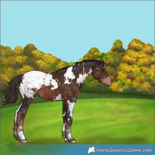 Horse Color:White Spotted Liver Chestnut Appaloosa 