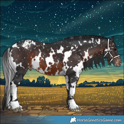 Horse Color:White Spotted Brown Appaloosa 