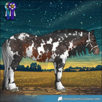 Horse Color:White Spotted Brown Appaloosa 