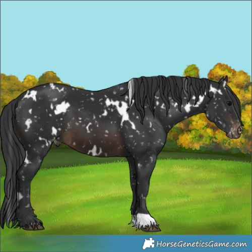 Horse Color:White Spotted Brown Appaloosa 