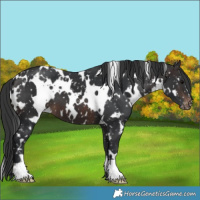 Horse Color:White Spotted Brown Snowflake Varnish