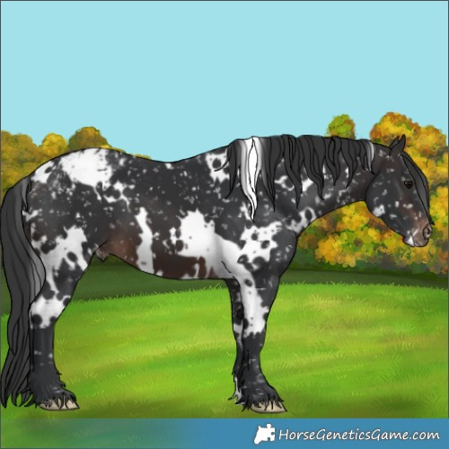 Horse Color:White Spotted Brown Appaloosa 