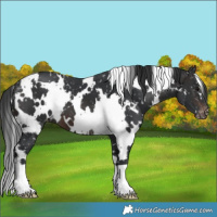 Horse Color:White Spotted Brown Snowflake Varnish 