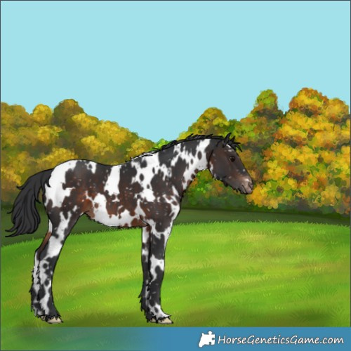 Horse Color:White Spotted Brown Appaloosa 