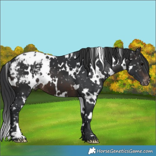 Horse Color:White Spotted Brown Appaloosa 