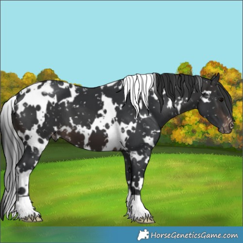 Horse Color:White Spotted Brown Appaloosa