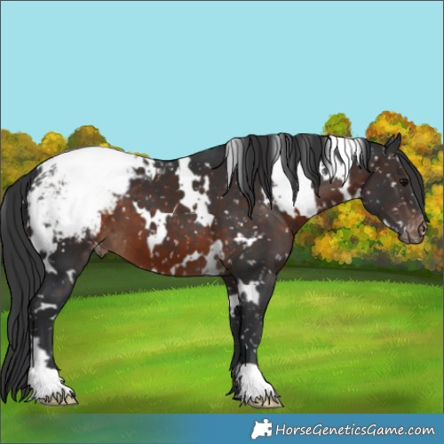 Horse Color:White Spotted Brown Appaloosa 