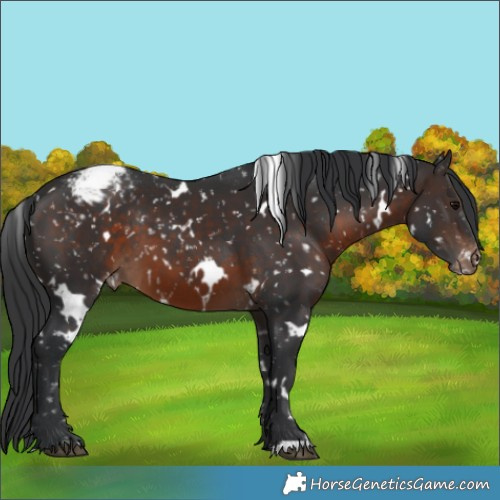 Horse Color:White Spotted Brown Appaloosa