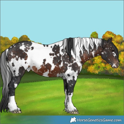 Horse Color:White Spotted Brown Appaloosa