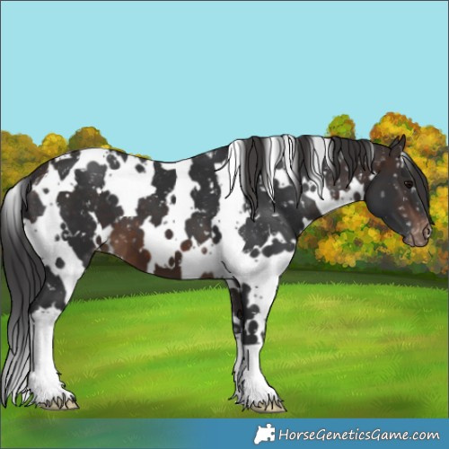 Horse Color:White Spotted Brown Appaloosa 