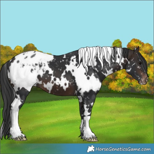 Horse Color:White Spotted Brown Appaloosa 