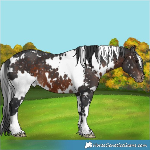 Horse Color:White Spotted Brown Appaloosa