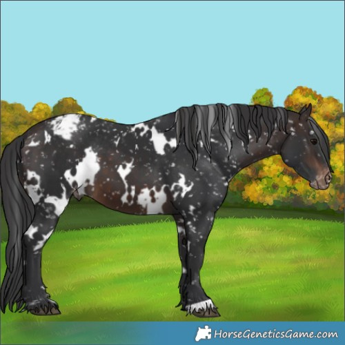 Horse Color:White Spotted Brown Appaloosa 