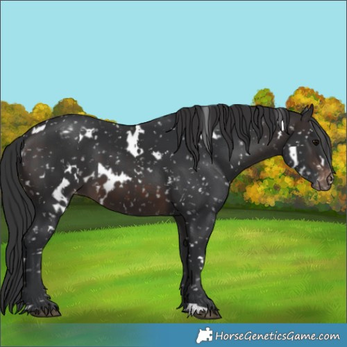Horse Color:White Spotted Brown Appaloosa 