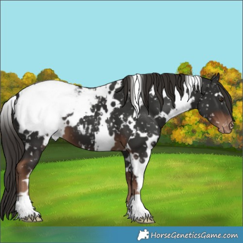 Horse Color:White Spotted Liver Chestnut Appaloosa 