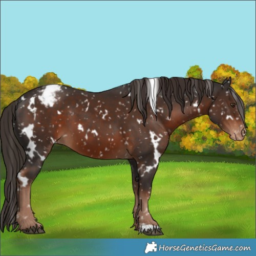 Horse Color:White Spotted Liver Chestnut Appaloosa 