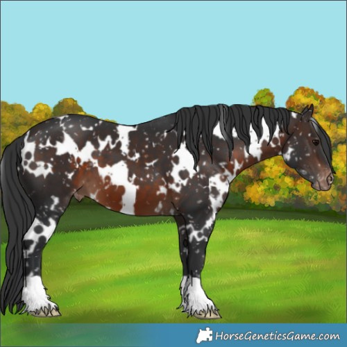Horse Color:White Spotted Brown Appaloosa 