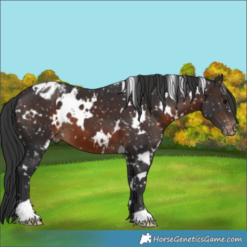 Horse Color:White Spotted Brown Appaloosa 