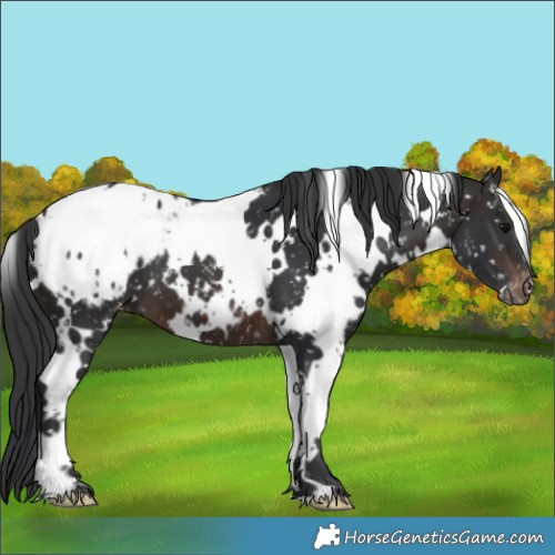 Horse Color:White Spotted Brown Appaloosa 