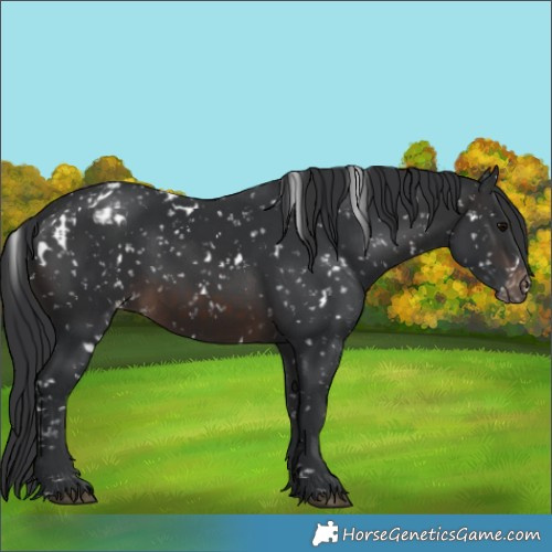Horse Color:White Spotted Brown Appaloosa 