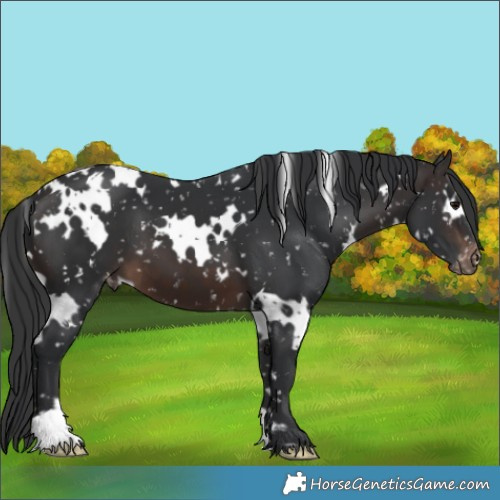 Horse Color:White Spotted Brown Appaloosa 